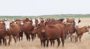 Kalmycké krávy: vlastnosti, produktivita a údržba